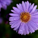 Herfstaster Herfstaster