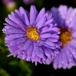 Herfstaster Herfstaster