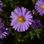 Herfstaster Herfstaster