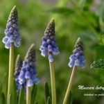 Muscari botryoides Muscari botryoides