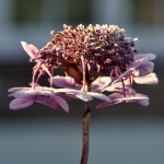 Hortensia Hortensia