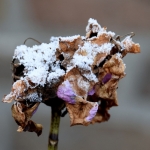 Hortensia Hortensia