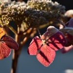 Hortensia Hortensia