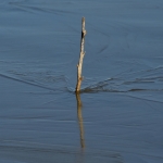 Bevroren water Bevroren water