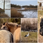 Wandelen Wandelen