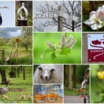 Wandelen Wandelen