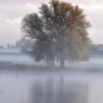 Ochtendnevel Ochtendnevel