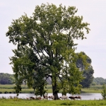 Populier Maas Populier Maas