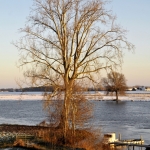 Populier Maas Populier Maas