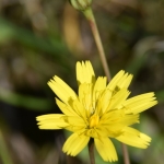 Hemelrijkse Waard Hemelrijkse Waard