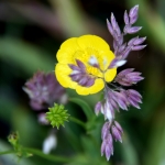 bloemen bloemen