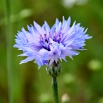 bloemen bloemen