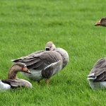 Grauwe Gans Grauwe Gans