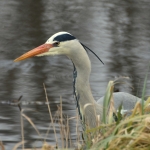 Blauwe Reiger Blauwe Reiger