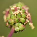 Kleine Pimpernel Kleine Pimpernel