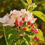 Appelbloesem Appelbloesem