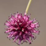 Allium Allium