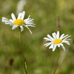 Margriet Margriet