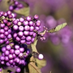 Callicarpa Callicarpa