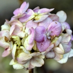 Hortensia Hortensia