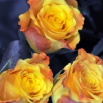 Roos Roos