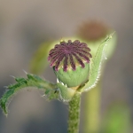 Papaver Papaver