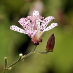 Armeluisorchidee Armeluisorchidee