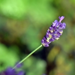 Lavendel Lavendel