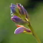 Hosta Hosta