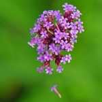 IJzerhard Verbena IJzerhard Verbena