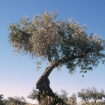 Olijfboom tegen een blauwe lucht