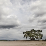 De Lange Duinen De Lange Duinen