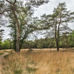 Heideveldje in Boscomplex Hees Heideveldje in Boscomplex Hees