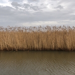 Riet in het Valleikanaal Riet in het Valleikanaal