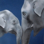 Indian Elephant calf Indian Elephant calf
