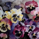 Winterviolets Winterviolets