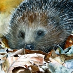 Hedgehog Hedgehog