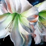 Lily Lily