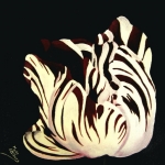 Red White Tulip Red White Tulip
