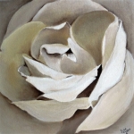 White rose White rose
