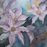 Clematis Clematis