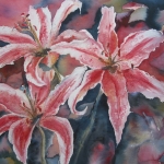 Red Lily Red Lily