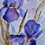 Purple Iris Purple Iris