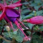 Fotografie Flora Fotografie Flora