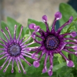 Fotografie Flora Fotografie Flora