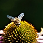 Fotografie Fauna Fotografie Fauna
