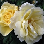 Fotografie Flora Fotografie Flora