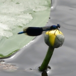 Fotografie Fauna Fotografie Fauna