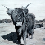 Schotse Hooglander Schotse Hooglander