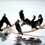 Aalscholvers Aalscholvers